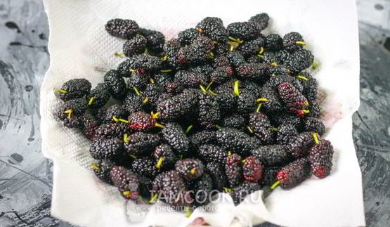 заморозка шелковицы на зиму