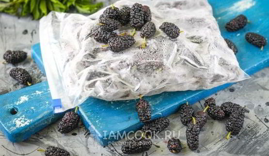 заморозка шелковицы на зиму