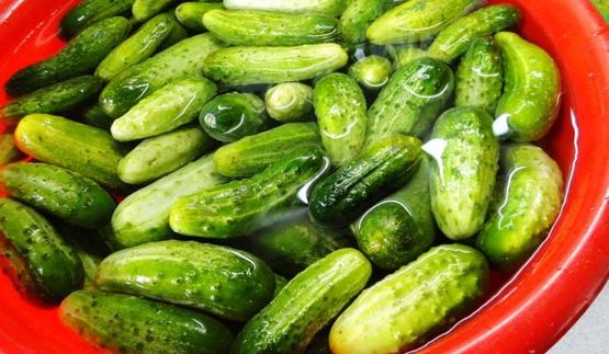 засолка бочковых огурцов на зиму