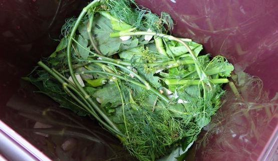 засолка бочковых огурцов на зиму