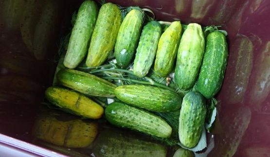 засолка бочковых огурцов на зиму