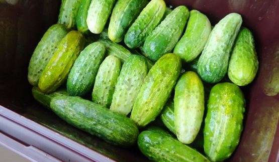 засолка бочковых огурцов на зиму