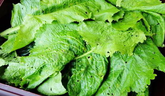 засолка бочковых огурцов на зиму