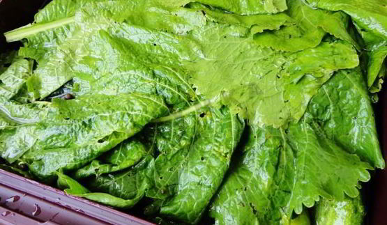 засолка бочковых огурцов на зиму