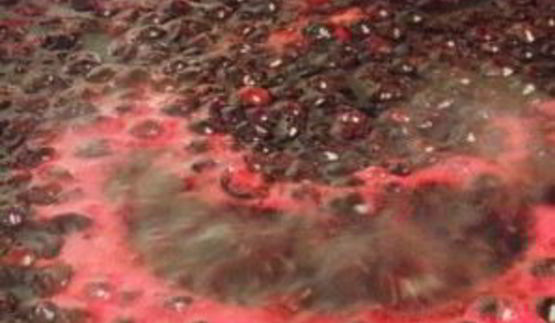 желе из черной смородины на зиму