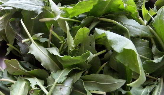 омлет со щавелем