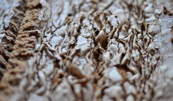 рулет трюфель