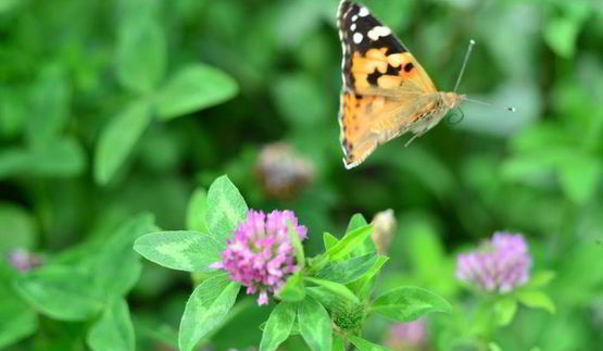 рулет трюфель