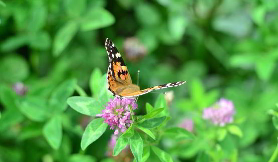 рулет трюфель
