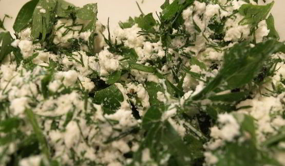 экспресс рулетики из баклажан с зеленым творогом