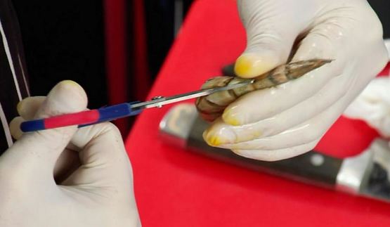 тигровые креветки, маринованные с ванилью